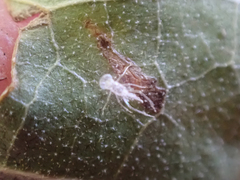 Trichopsocus