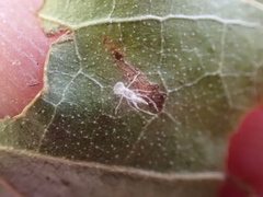 Trichopsocus