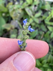 Salvia occidentalis