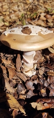 Amanita velosa
