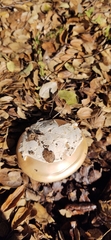 Amanita velosa