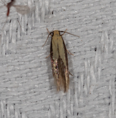 Opogona stenocraspeda