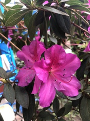Rhododendron