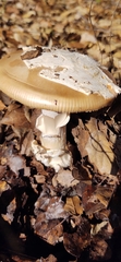 Amanita velosa