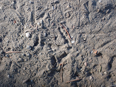 Callipepla californica