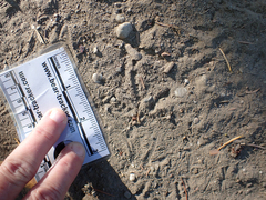 Callipepla californica