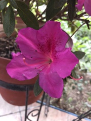Rhododendron