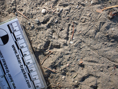 Callipepla californica