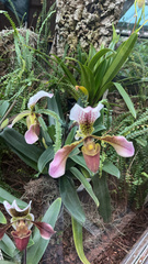 Paphiopedilum