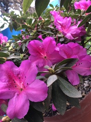 Rhododendron