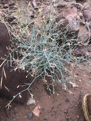 Stephanomeria exigua