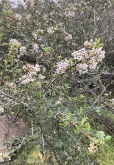 Ceanothus crassifolius