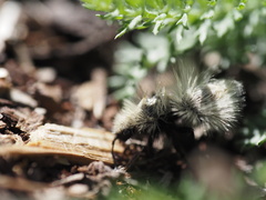 Dasymutilla sackenii