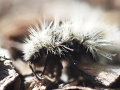 Dasymutilla sackenii