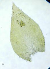 Nogopterium gracile
