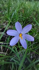 Calydorea charruana