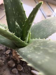 Aloe vera