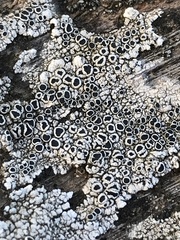 Lecanora gangaleoides