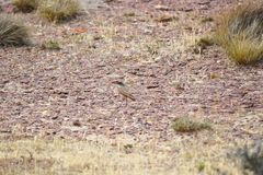 Muscisaxicola capistratus