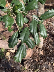 Ilex opaca