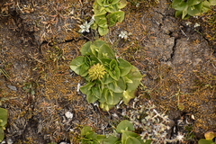 Caltha sagittata