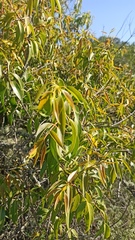 Tripodanthus acutifolius