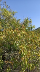 Tripodanthus acutifolius