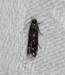 Stagmatophora argyrostrepta