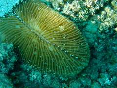 Ctenactis albitentaculata