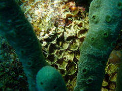 Palythoa mutuki