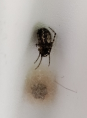 Zygiella x-notata