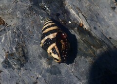 Engina zonalis