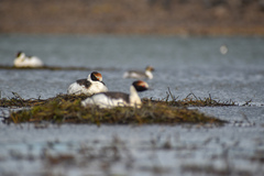 Podiceps gallardoi