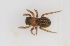 Euophrys frontalis