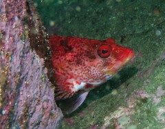 Hypoplectrodes nigroruber