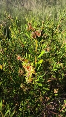 Croton cuchillae-nigrae