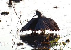 Egretta ardesiaca