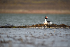 Podiceps gallardoi