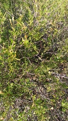 Croton cuchillae-nigrae