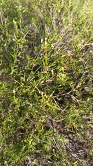 Croton cuchillae-nigrae