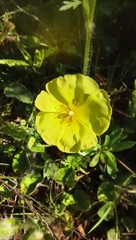 Crocanthemum brasiliense