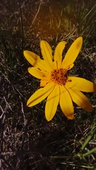 Aspilia montevidensis