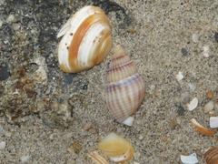 Tritia reticulata