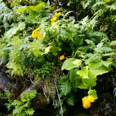 Doronicum austriacum