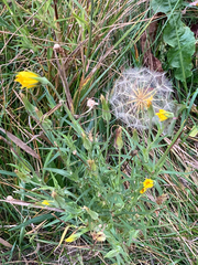 Tragopogon