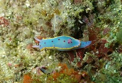 Hypselodoris bennetti
