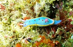 Hypselodoris bennetti