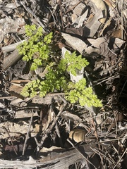 Anthriscus caucalis