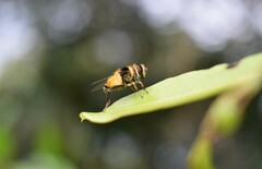Palpada pusilla