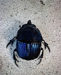 Phanaeus triangularis